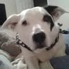 Relaxed dog with spotted face
