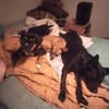Dogs lounging on a blanket